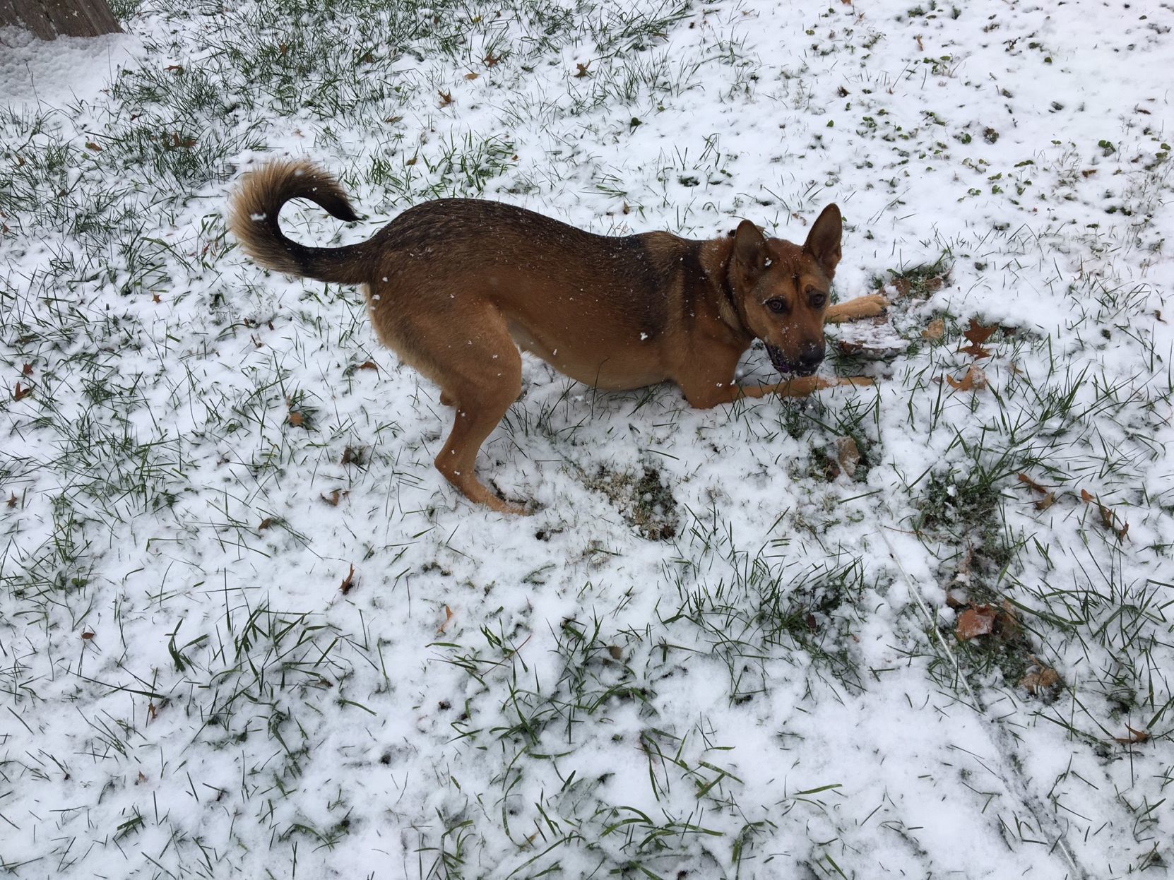Dog